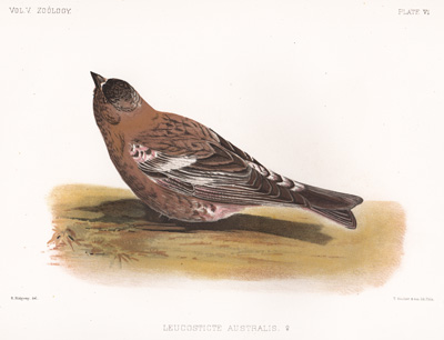 Allen's Brown-capped Rosy Finch